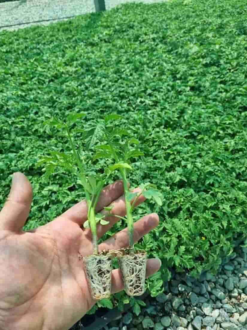 نشا گوجه فرنگی در شیراز با ریشه سالم و شادابی بالا